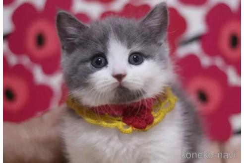 成約済の東京都のマンチカン(短足)-100751の2枚目